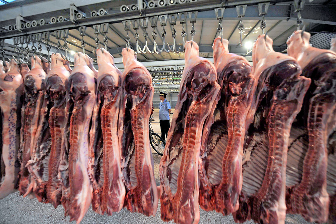 Vanwege AVP in China beschikt het land zelf over te weinig varkensvlees om in de vraag te voorzien. Om toch een groot genoeg aanbod aan varkensvlees te hebben