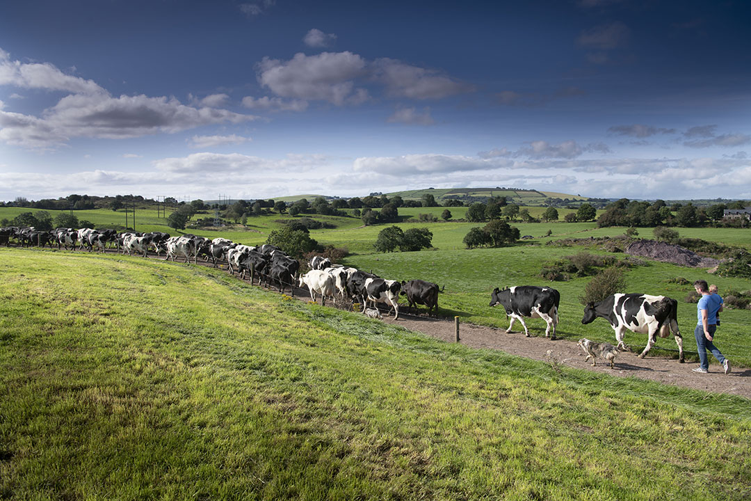Melkvee in typisch Iers landschap. In 2019 bedroeg een derde van die Ierse export zuivelproducten en nog eens 30% vlees en levend vee. - Foto: Mark Pasveer