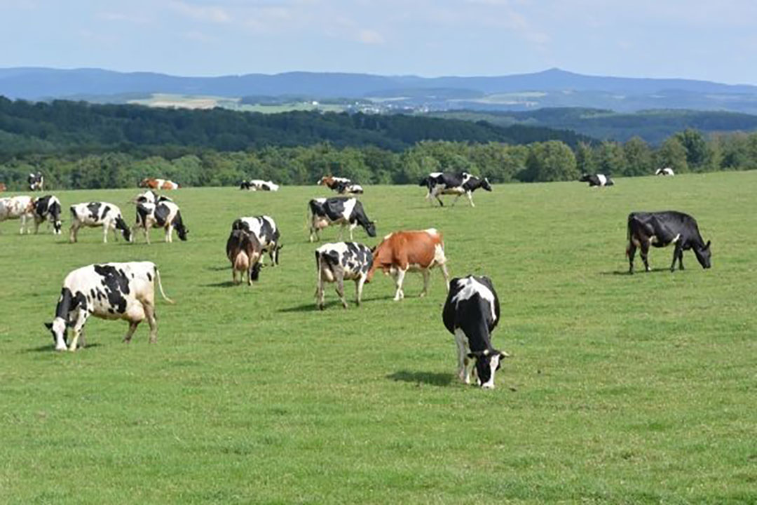 Koeien in deelstaat Noordrijn-Westfalen. - Foto: Canva -