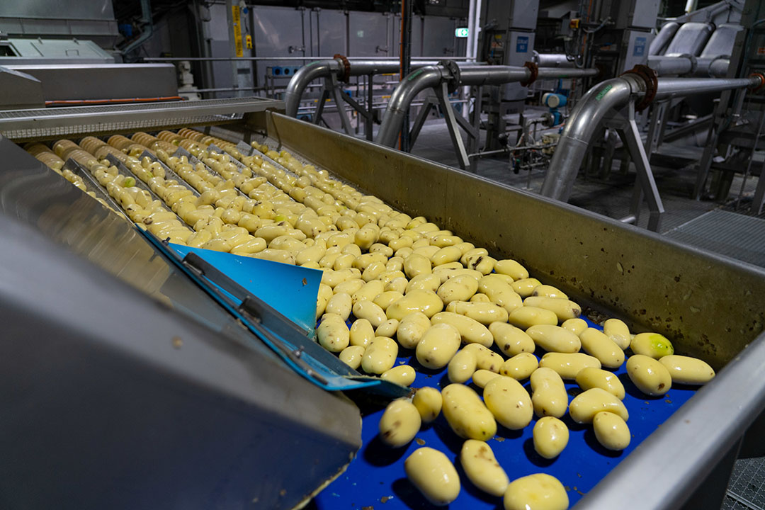 Aardappelverwerking bij Aviko. Foto: Jan Willem Schouten