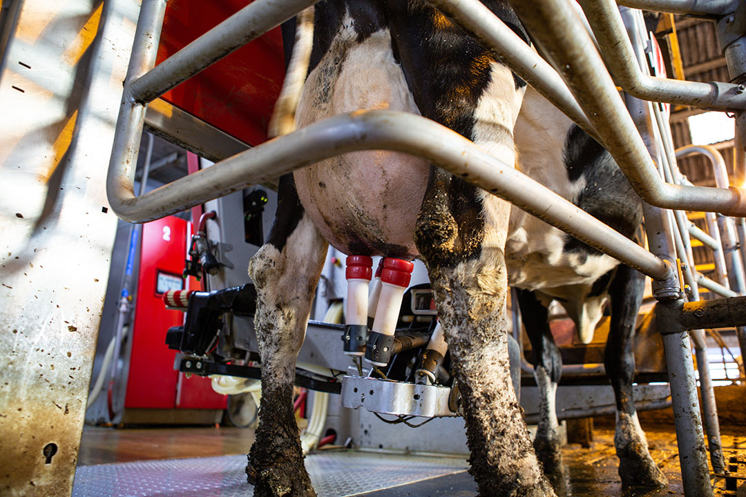 De verschillen tussen bio- en reguliere melk zijn vooral terug te voeren op het type voer dat de koeien krijgen. Foto: Peter Roek