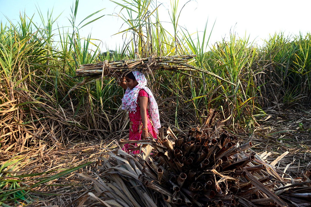 Oogst van suikerriet in India. - Foto: ANP