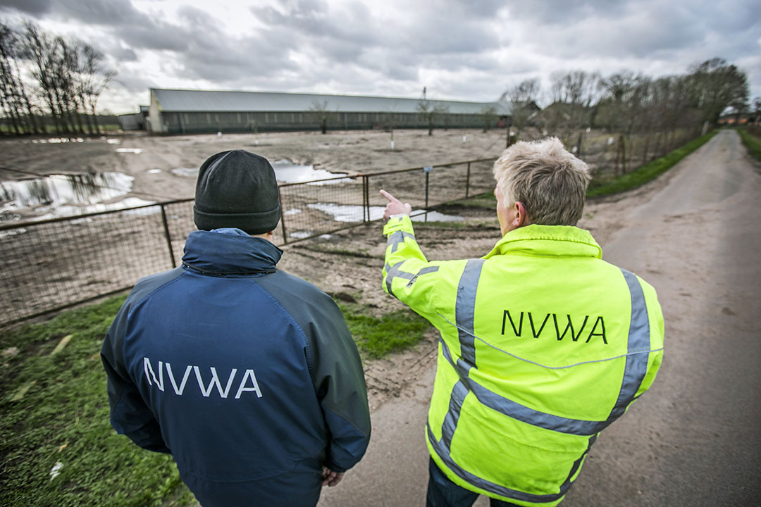 Medewerkers van de Nederlandse Voedsel- en Warenautoriteit (NVWA) controleren of pluimveebedrijven zich aan de ophokplicht houden. - Foto: ANP