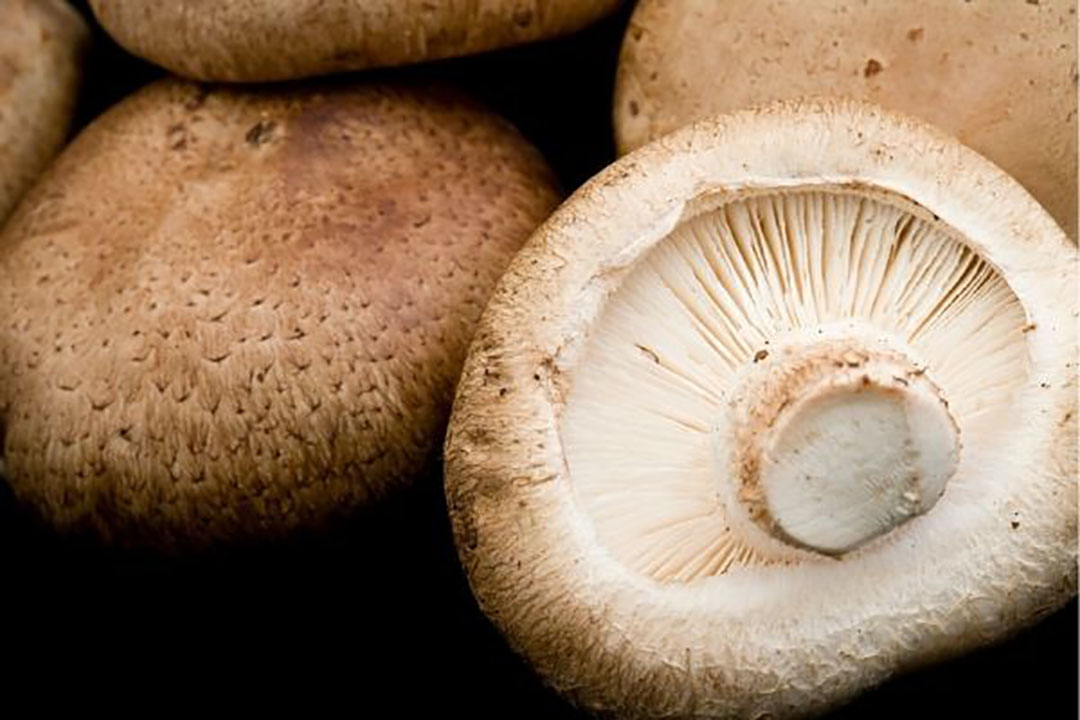De shiitake is een eetbare paddenstoel. - Foto: Canva