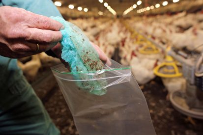 Monstername voor salmonella-onderzoek bij vleeskuikenouderdieren gebeurt meestal door de pluimveehouder zelf met behulp van de overschoentjesmethode. - Foto: Hans Prinsen