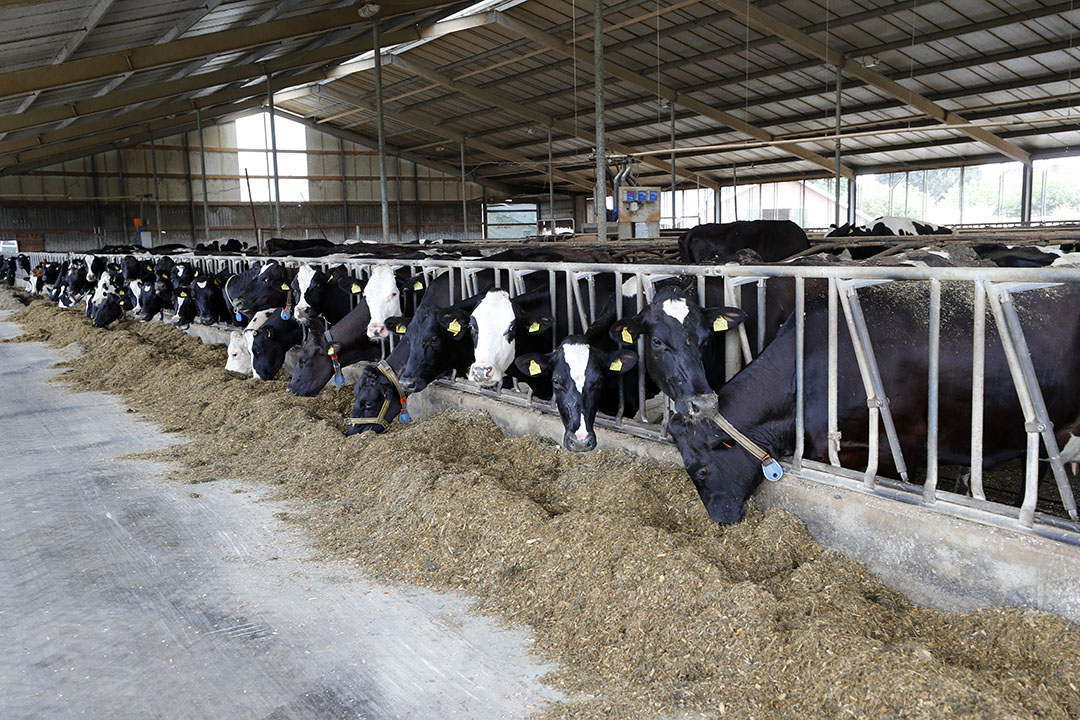 Sommige melkveehouders bouwden een grotere stal dan ze eerst van plan waren. Foto: Bert Jansen