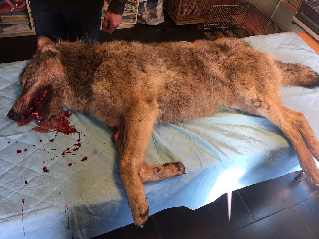 Archiefbeeld van een doodgereden wolf. Het betreft niet de wolf die in Gelderland is aangereden. - Foto: ANP