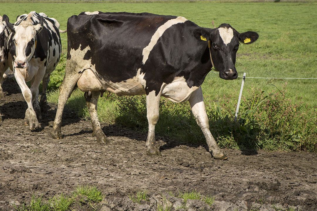 Beweiden van koeien. - Foto: Anne van der Woude