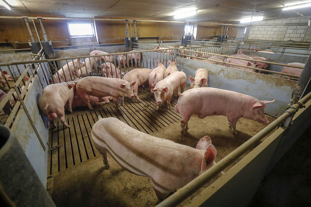 Van de 502 varkenshouders die zich vorig jaar inschreven, voldoen er volgens cijfers die de Coalitie van het ministerie van LNV heeft ontvangen 417 aan de voorwaarden van de regeling. - Foto: Bert Jansen