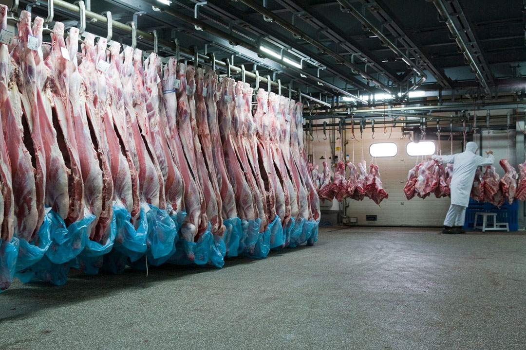 Product kalfsvlees gereed gemaakt voor export. - Foto: Jan Willem Schouten