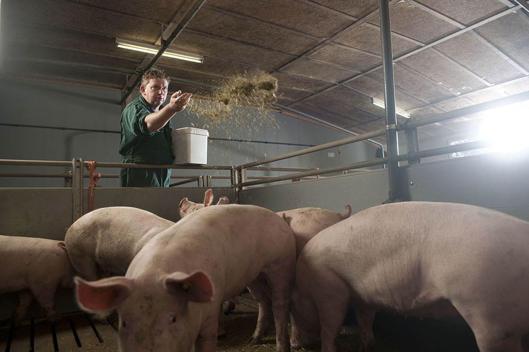 Onder varkenshouders is het vertrouwen gegroeid. - Foto: Mark Pasveer