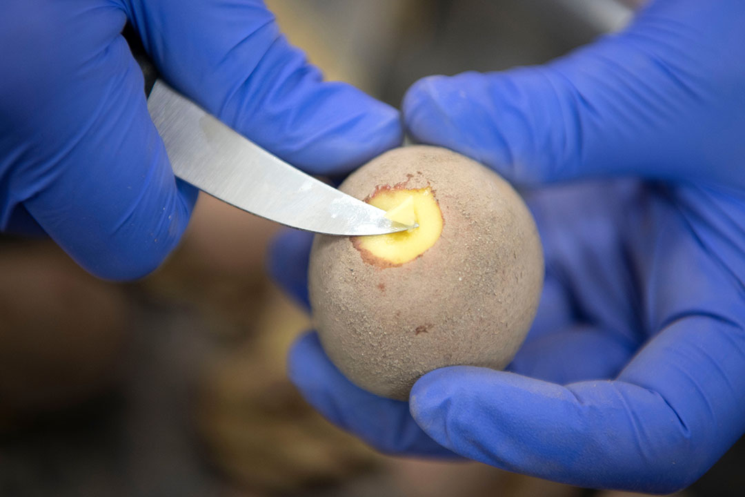 Een aardappel wordt gesneden voor de nacontrole op virussen, bruinrot en ringrot.- Foto: Mark Pasveer
