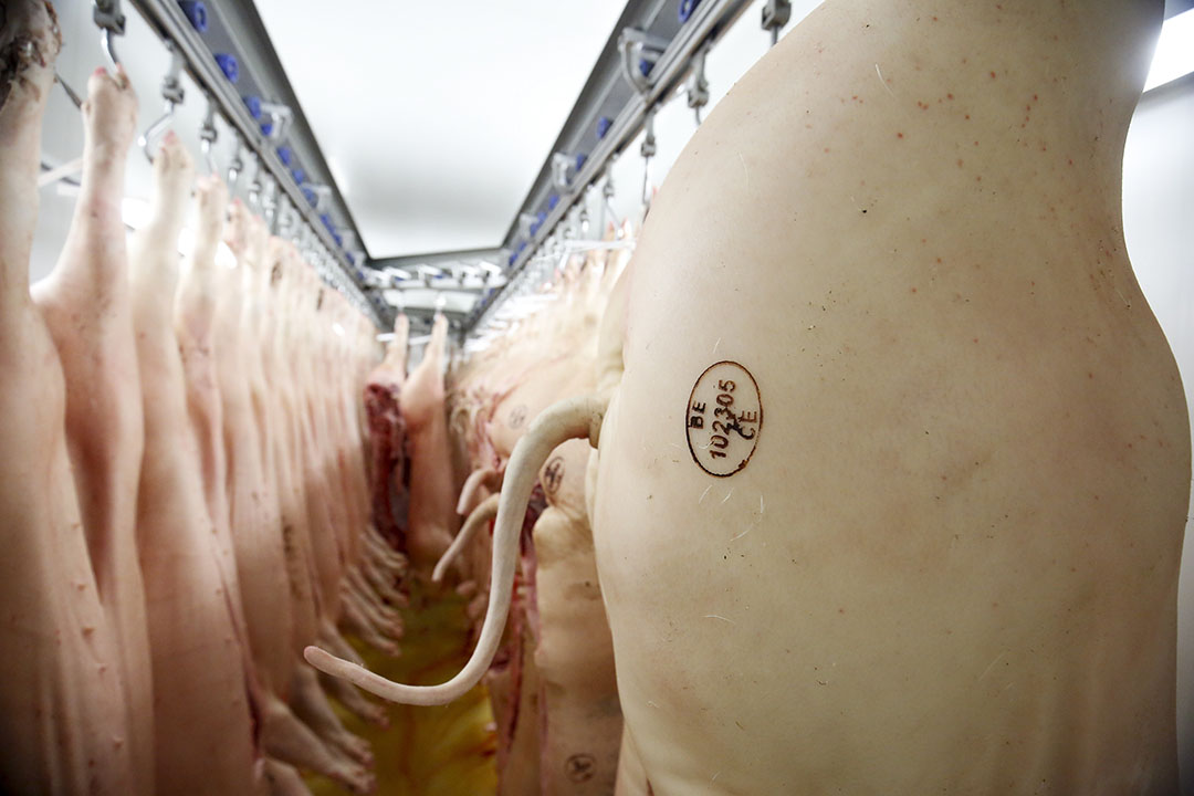 Varkens aan de haak bij een slachthuis in het Belgische Virton. - Foto: EPA