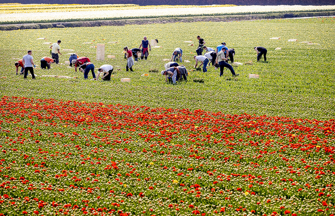 Seizoensarbeiders aan het werk op een bollenveld bij Lisse. - Foto: ANP