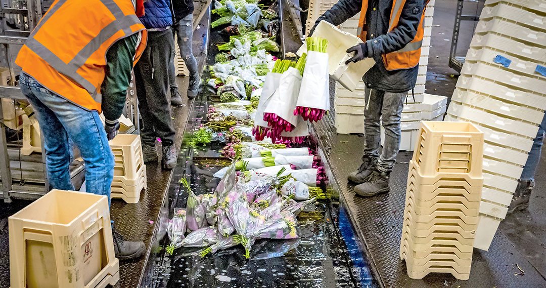 Bloemen worden doorgedraaid op de bloemenveiling. Om kosten te voorkomen, wordt veel product nu vanuit de kas direct vernietigd. Foto: ANP
