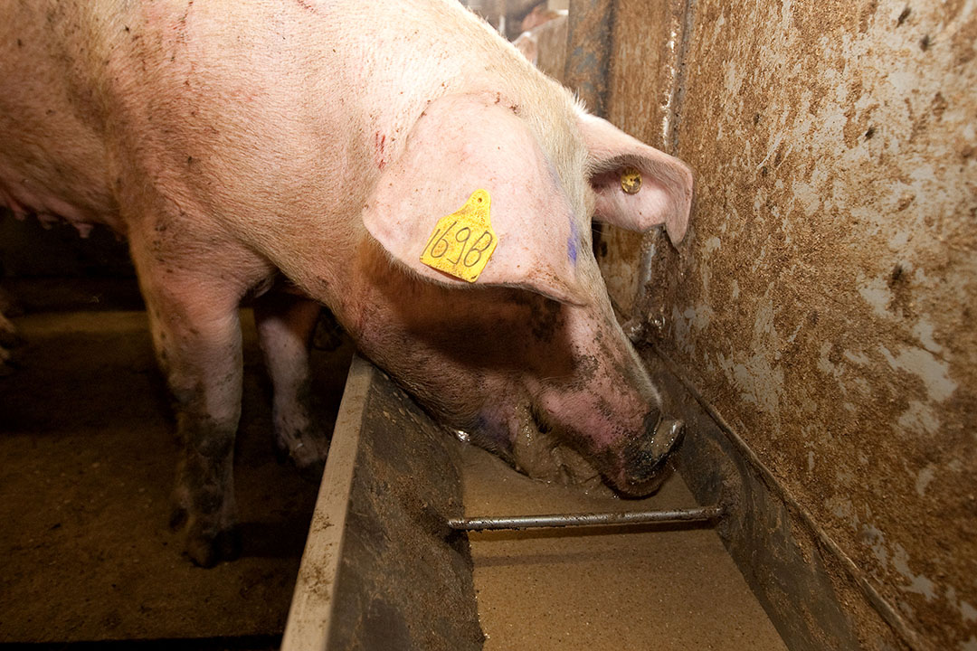 Een aantal bijpodcucten voor varkensvoer zijn door het stilleggen van fabrieken vanwege coronamaatregelen minder of niet beschikbaar. - Foto: Ronald Hissink