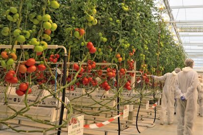 In de tomatenwereld zijn hygiënemaatregelen vanwege virusdreiging al jaren de norm, en worden jaar op jaar ook steeds strikter nageleefd. - Foto: Ton van der Scheer