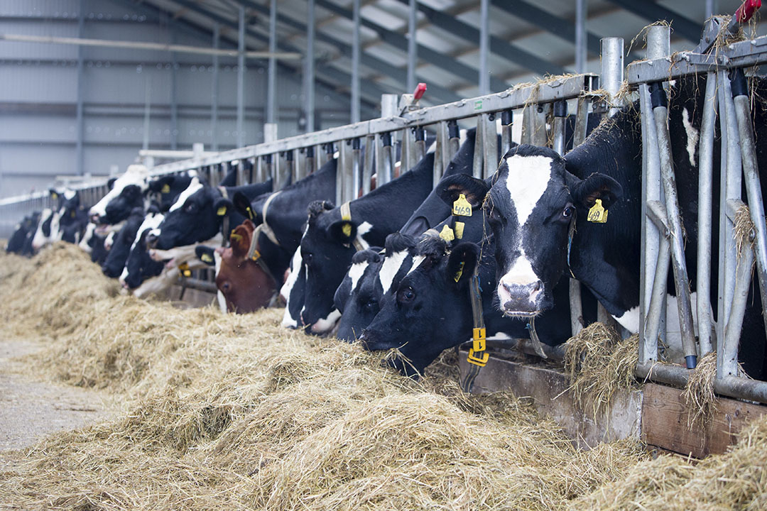 Koeien aan het voerhek. - Foto: Anne van der Woude
