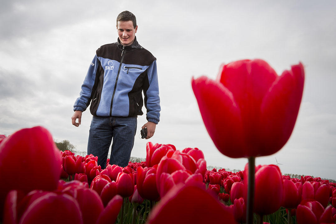 Een keurmeester van de Bloembollenkeuringsdienst (BKD) voert een veldkeuring uit in een perceel tulpenbollen. - Foto: René den Engelsman