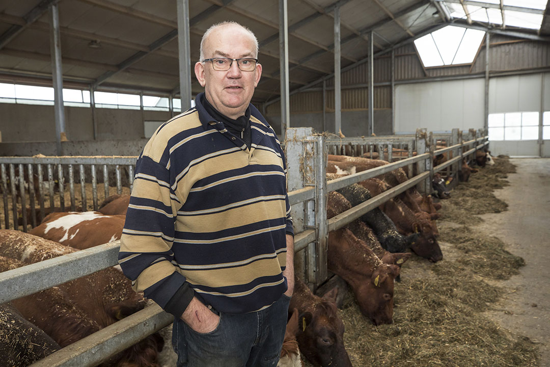 Jan te Riele (57) heeft 300 stuks vleesvee in Vaassen (Gld.) - Foto: Koos Groenewold