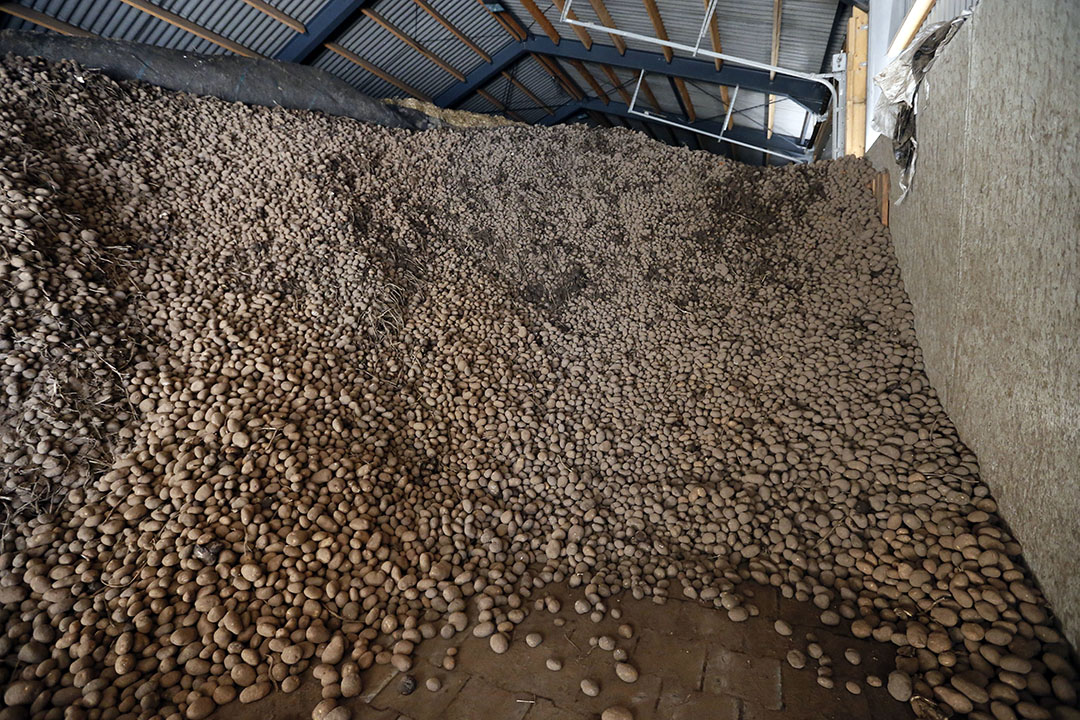 Aardappelen in bewaring. - Foto: Bert Jansen