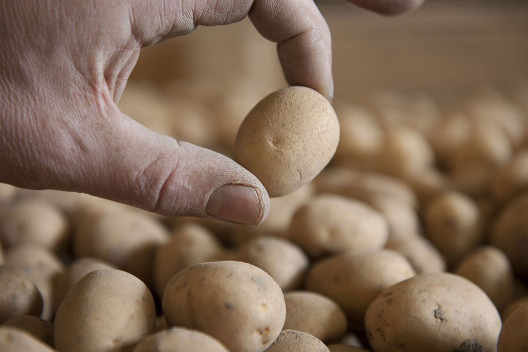 Aardappelen in bewaring. - Foto: Mark Pasveer