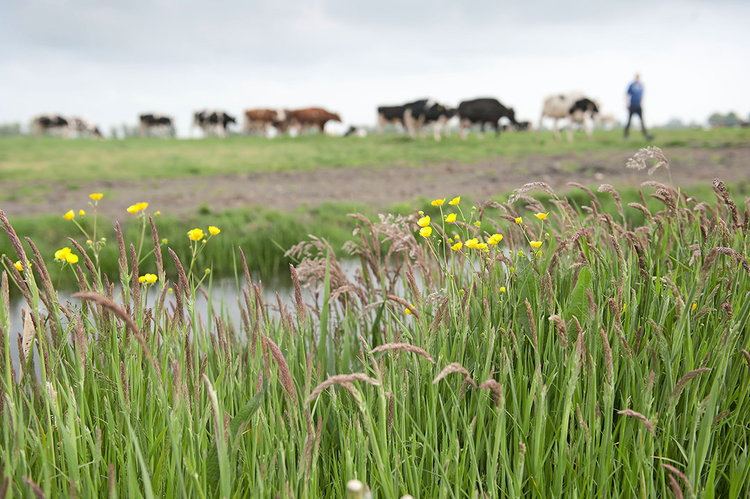 Oud en kruidenrijk grasland is een belangrijk punt in het nieuwe Albert Heijn-programma.