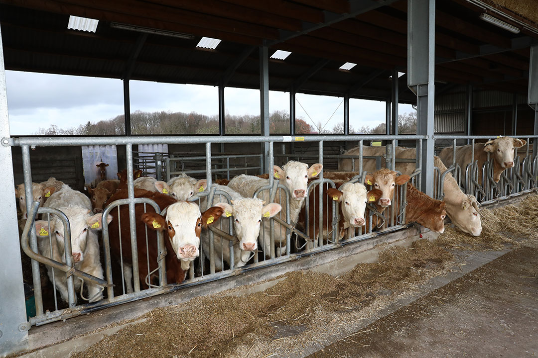 Vleesveebedrijf in Duitsland. Foto: Henk Riswick