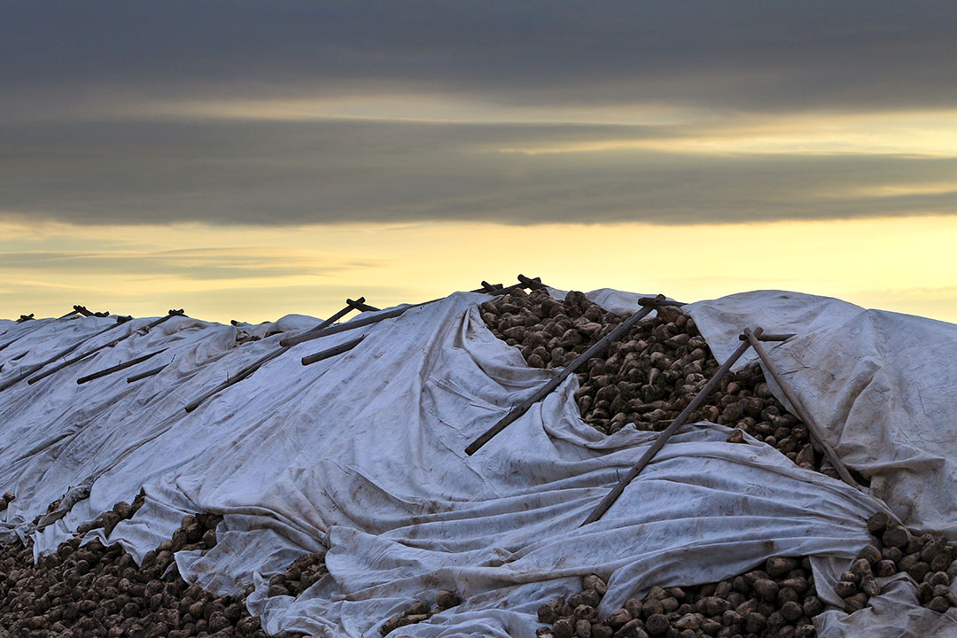 Suikerbieten bedekt op het land. Foto: ANP