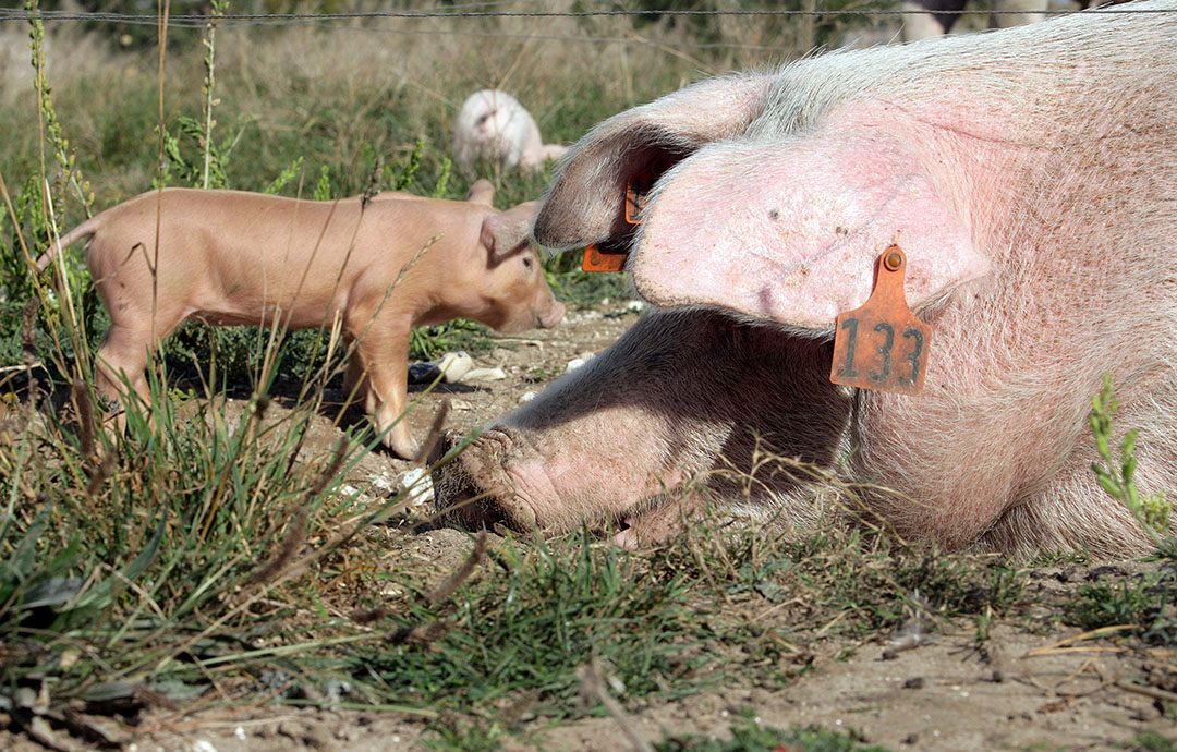 In Engeland wordt de helft van de varkens buiten gehouden in kleine hutjes met stro. Foto: Henk Riswick