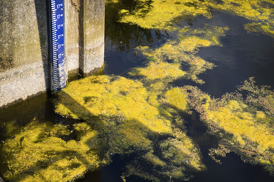 Een laag met algen. Algen nemen CO2 op, ze produceren eiwitten efficiënter dan elk ander gewas én er kunnen nieuwe producten van gemaakt worden. Foto: ANP