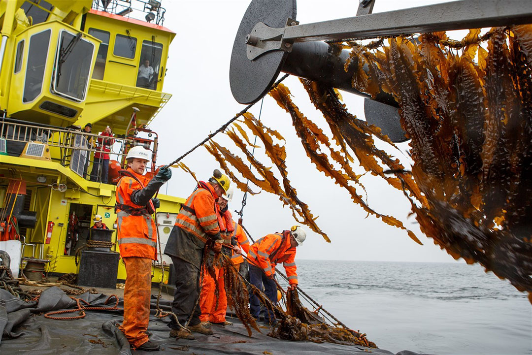 Oogst van zeewier op een locatie van de Noordzeeboerderij. - Foto: ANP/ Sacha Grootjans