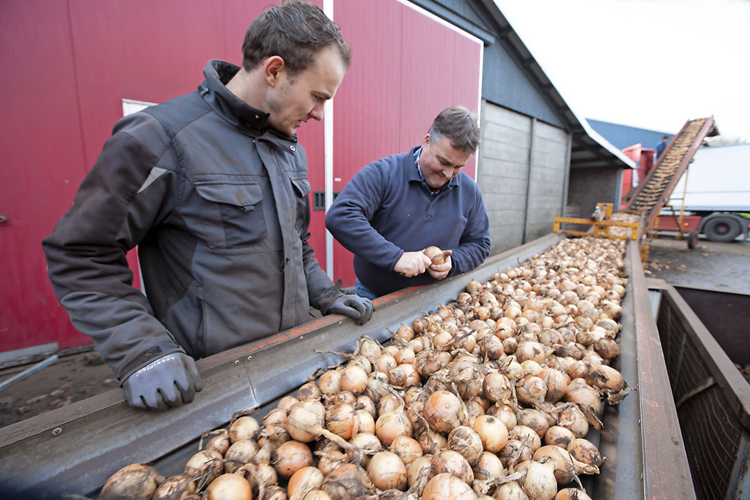 Afleveren van uien. Nederland zette afgelopen seizoen veel uien af. Het werd een recordhoeveelheid. - Foto: Hans Banus