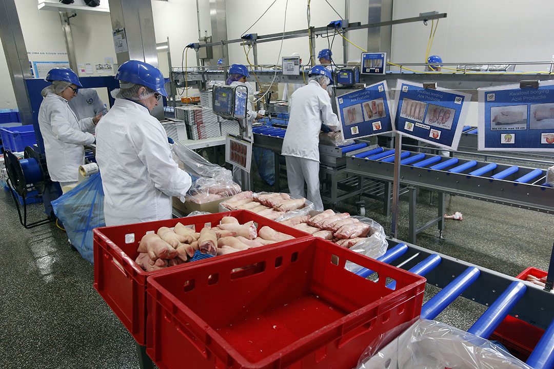 Varkenspoten klaarmaken voor transport. De exportban van China heeft grote invloed op de Nederlandse varkensmarkt. - Foto: Bert Jansen