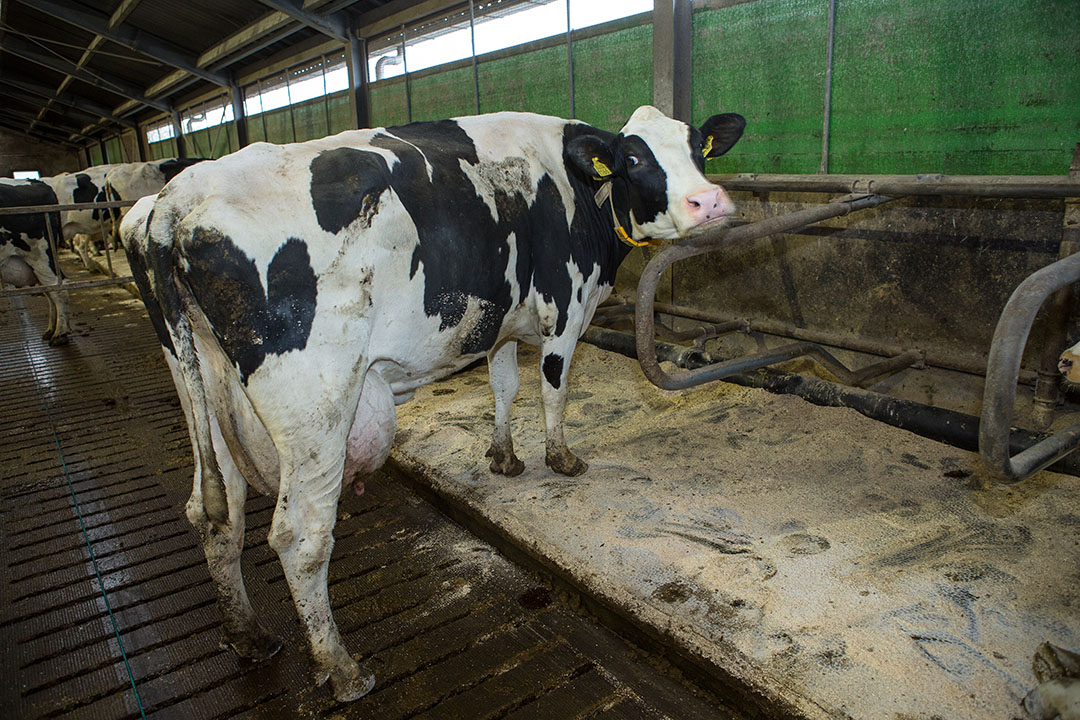 Door de matige vraag naar melkvee is de prijs voor de melkkoeien al behoorlijk gedaald.  - Foto: Peter Roek