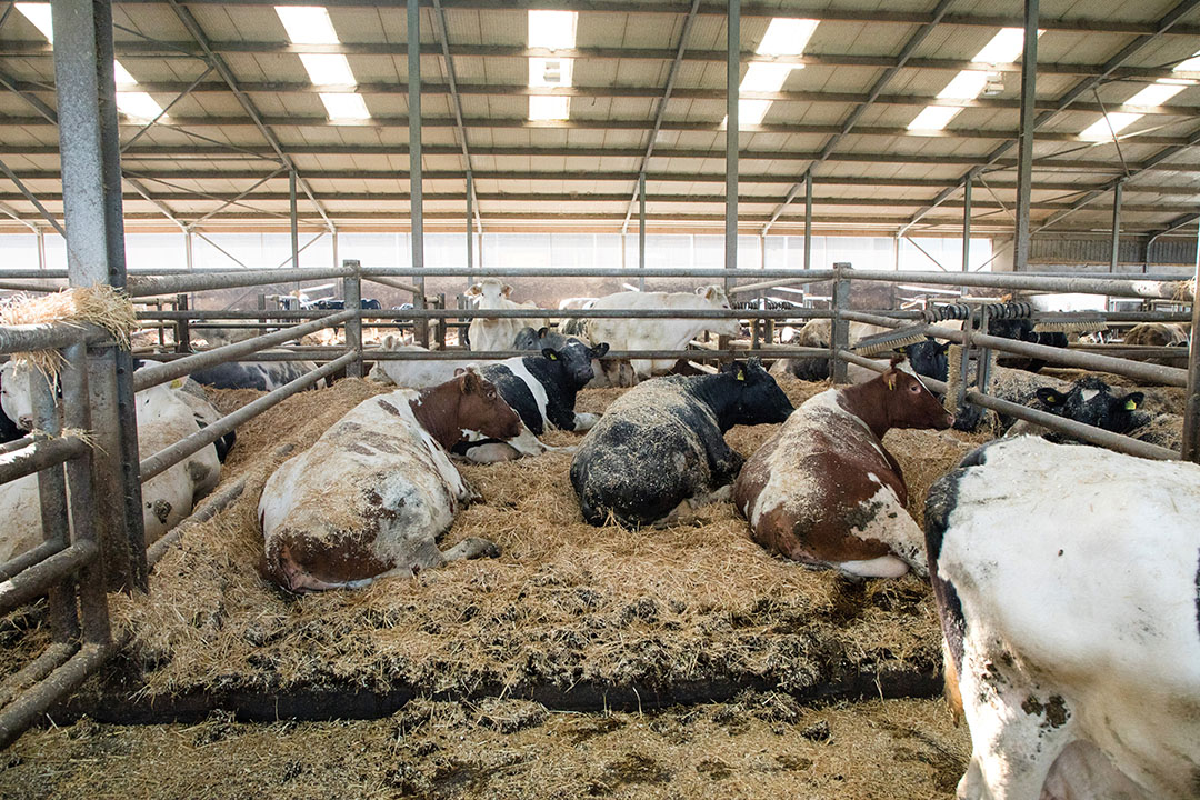 De stal van Heijdra Vleesvee waar uitgestoten melkkoeien worden afgemest. - Foto: Herbert Wiggerman