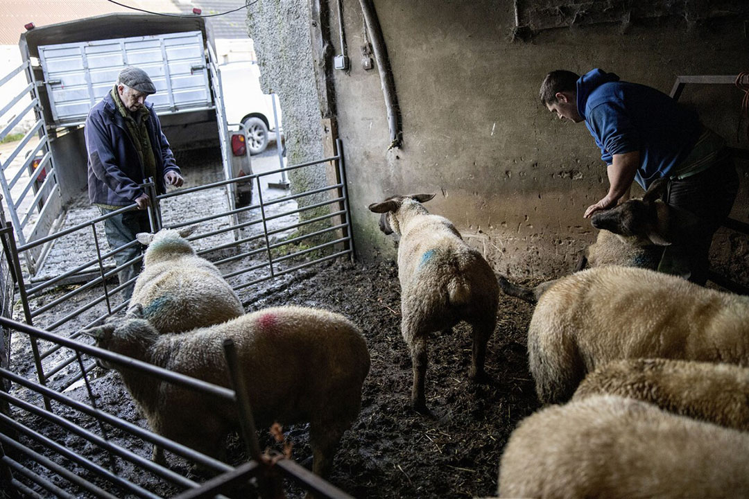 Noord-Ierse boeren met hun schapen. Noord-Ierland telt bijna 1,35 miljoen schapen en lammeren. - Foto: ANP