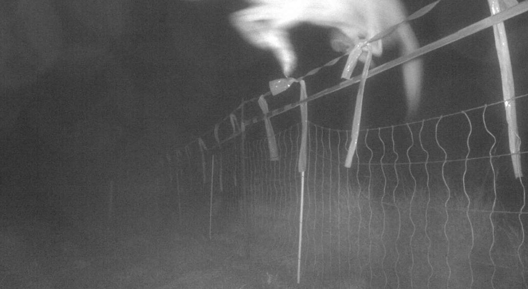 Wolvin springt zonder problemen over een wolfwerend hek. - Foto: Thürings ministerie van Milieu, Energie en Natuur