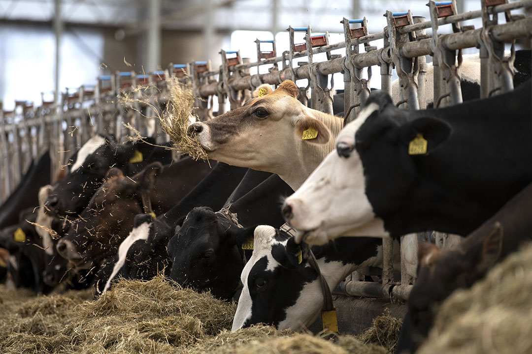 Vermindering van de veestapel in Nederland is niet duurzaam als de consumptie van dierlijke eiwitten niet afneemt. - Foto: Mark Pasveer