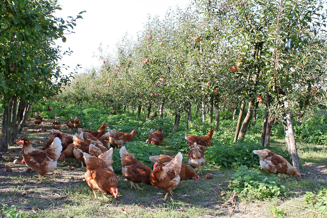 Appelbomen in een kippenuitloop. Pluimveehouders wordt geadviseerd hiervoor een samenwerking met een fruitkweker aan te gaan. - Foto: Hans Bijleveld