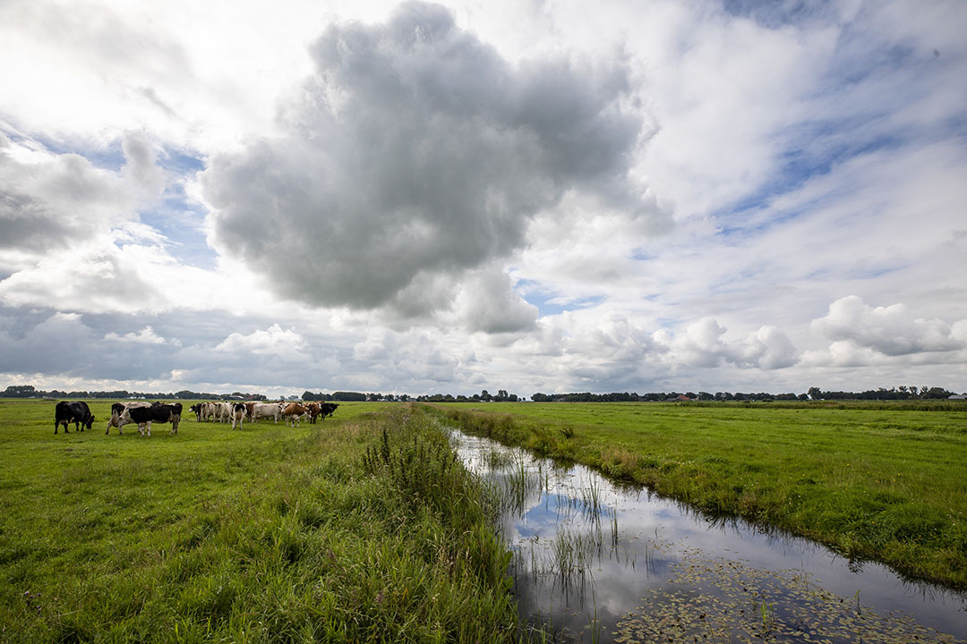Natuurgebied It Fryske Gea. - Foto: Anne van der Woude