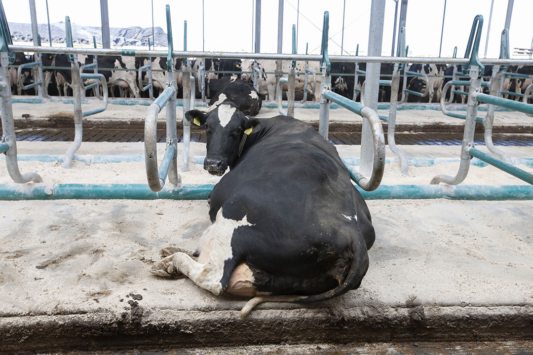 De prijzen voor goede kwaliteit melkkoeien loopt op tot maximaal € 1.500 per dier. - Foto: Hans Banus
