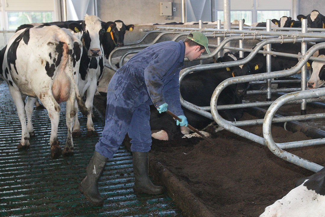 In de melkveehouderij is ruim twee van de drie melkveehouders gezegend met een opvolger. - Foto: Ronald Hissink