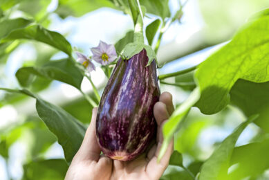De griffiti aubergine een van de talrijke variaties voor met name horeca, maar de gewone aubergine is voor de jonge consument hip zat en aan een opmerkelijke opmars bezig. - Foto: Leo Duijvestijn