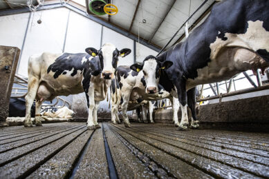 Een stal met een emissiearme vloer. De veehouderij moet volgens het advies toe naar stallen die emissies bij de bron aanpakken. - Foto: Ronald Hissink