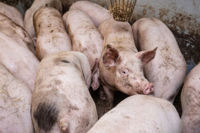 Naar verluidt in de veehandel bestelt Van Rooi massaal varkens af. Foto: Herbert Wiggerman