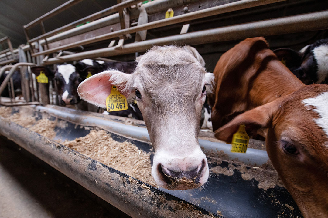 Geen enkele melkveehouder staat te juichen bij de gedachte koeien te moeten inruilen voor onrendabele kalveropfok. - Foto: Herbert Wiggerman