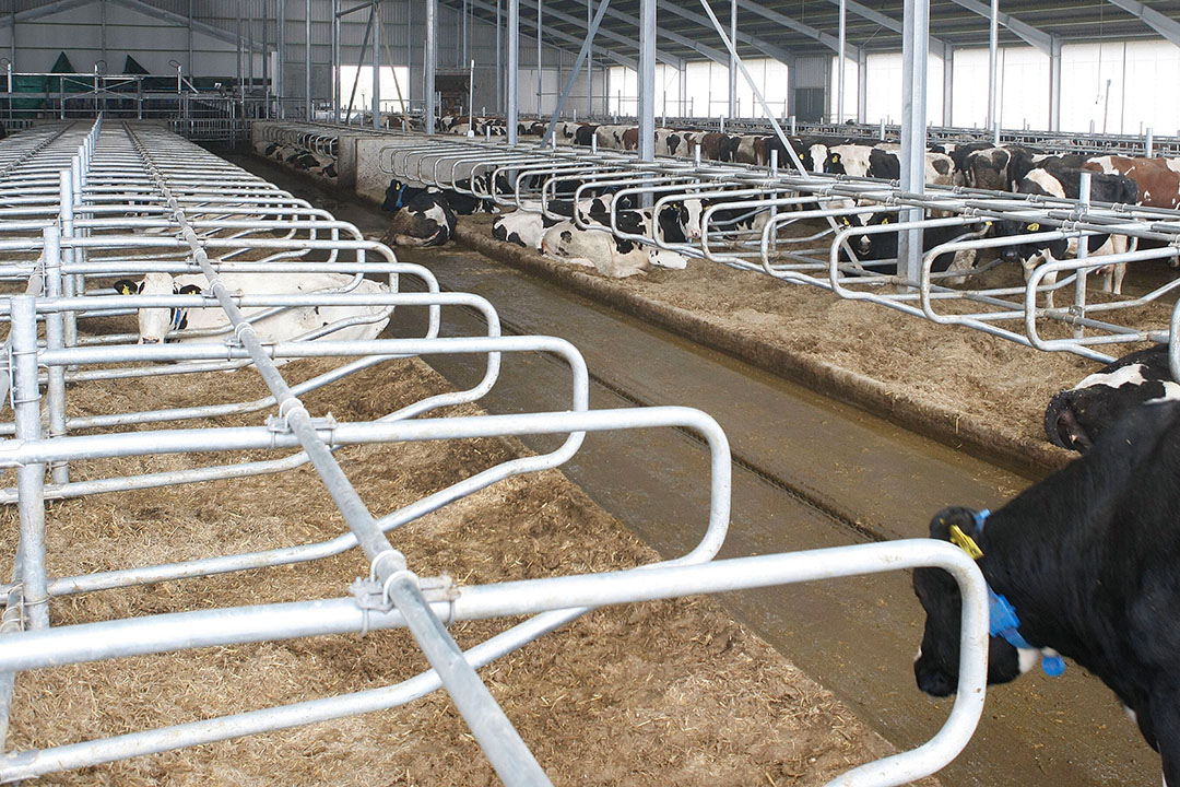 De betrokken veehouder sloot in oktober 2014 een lening af van bijna € 1,2 miljoen om zijn bedrijf te verdubbelen tot 199 stuks melkvee. Beeld ter illustratie. - Foto: Hans Prinsen