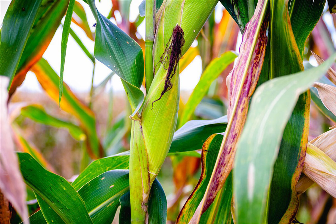 Brazilië exporteerde in de eerste vier maanden van 2021 fors meer mais dan vorig jaar. - Foto: ANP/Shutterstock