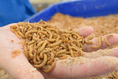 Protifarm doet ook onderzoek naar nieuwe toepassingen, bijvoorbeeld met het vet uit meelwormen dat als alternatief voor palmolie kan dienen. Foto: Canva